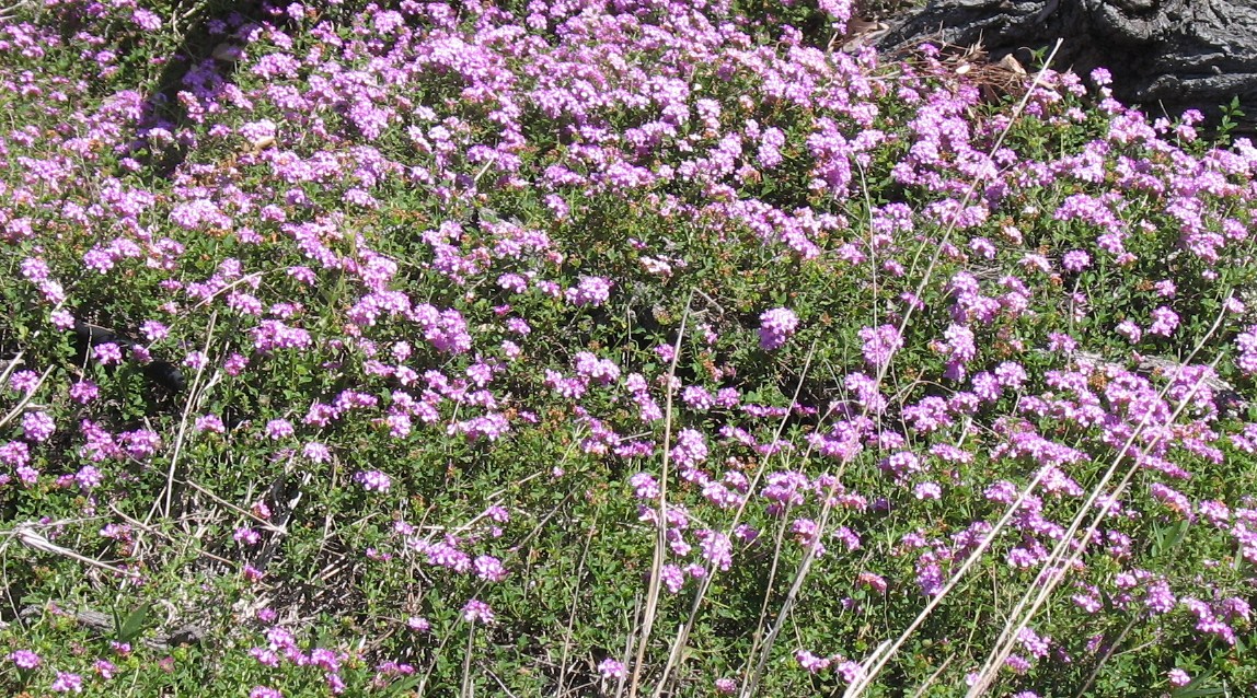 Densely Flowering Creeping Lantana