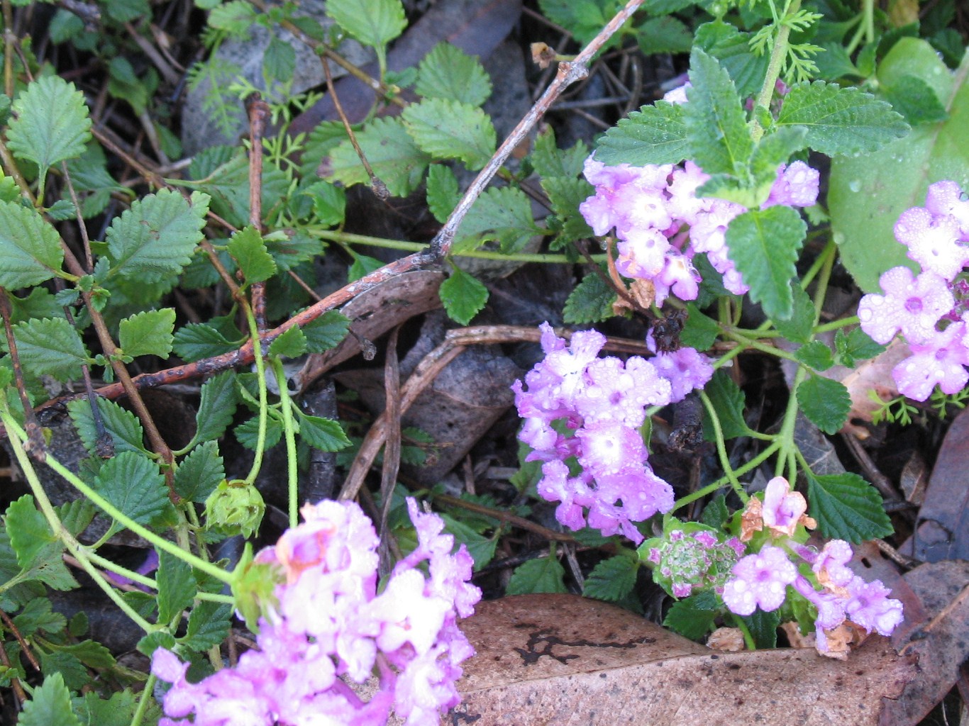 Close-up of Creeping Lantana in flower