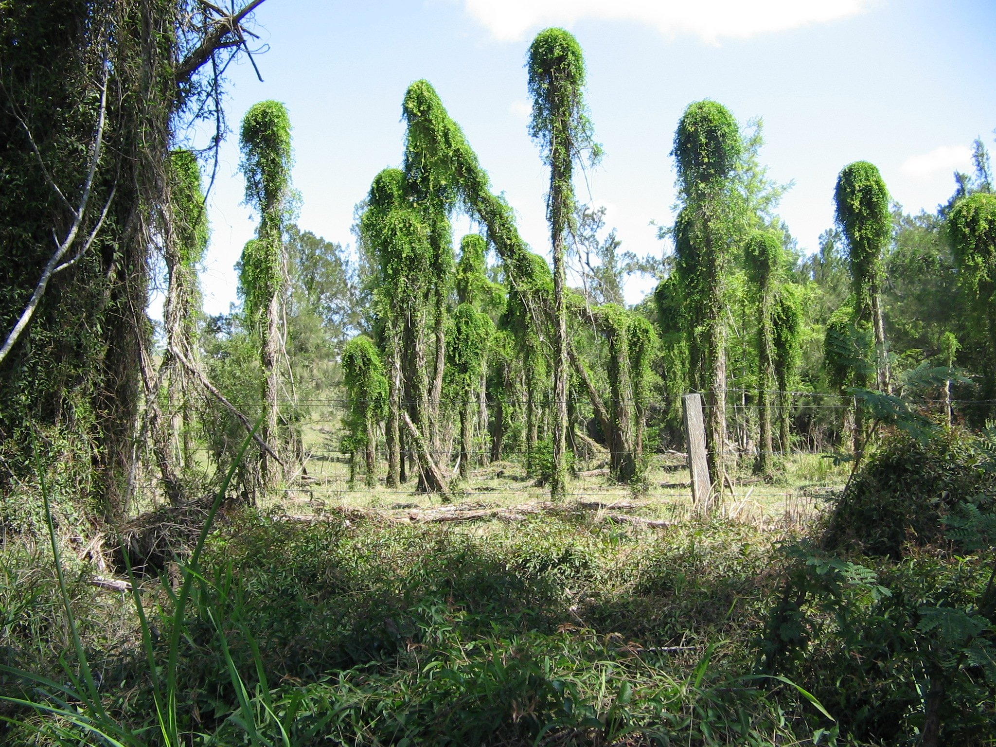 Flood Recovery North Burnett Burnett Catchment Care 