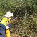 man-spraying-weeds