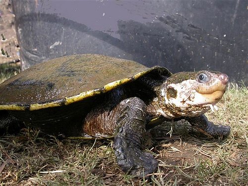 White Throated Snapping Turtle’s (Elseya albagula) Photo Credit: M. Connell