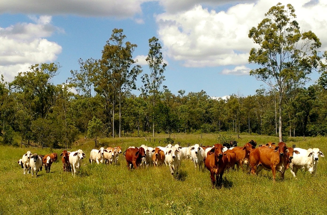 Reef Water Quality - Grazing