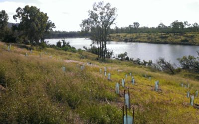 Funding to Help Threatened Species in the Burnett