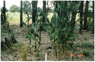 Picture 3. A plot of Tree Pear prior to treatment.