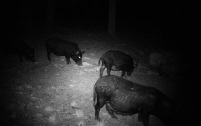 Economic survey – feral pigs economic cost to horticultural and cropping industries