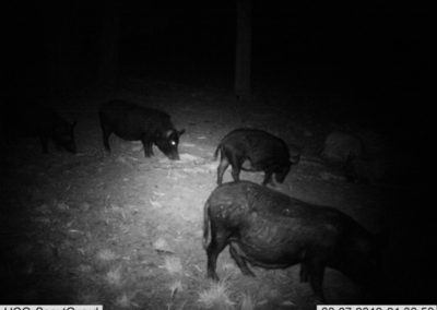 Co-ordinated Feral Pig Control