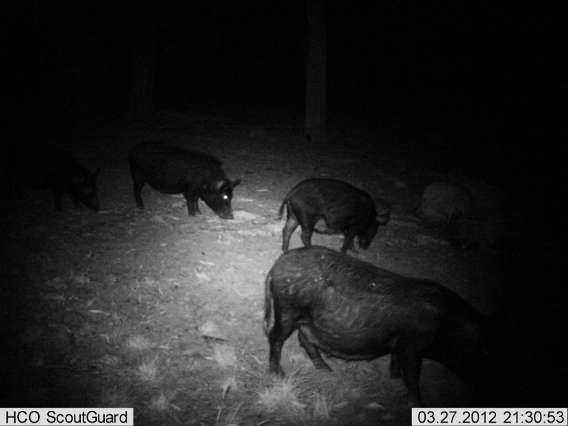 Co-ordinated Feral Pig Control