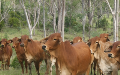 Would you like free, practical support & expertise for your grazing business while doing your bit for the Great Barrier Reef?