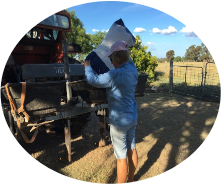 Introducing legumes to improve pasture – Mundubbera