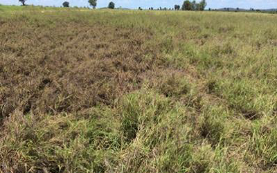 Pasture dieback in Queensland