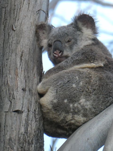 **Burnett Koala – Competition**