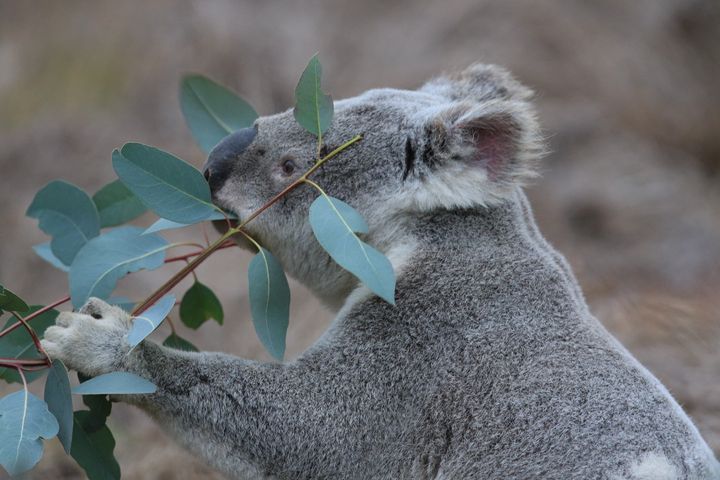 The Burnett Koala Program