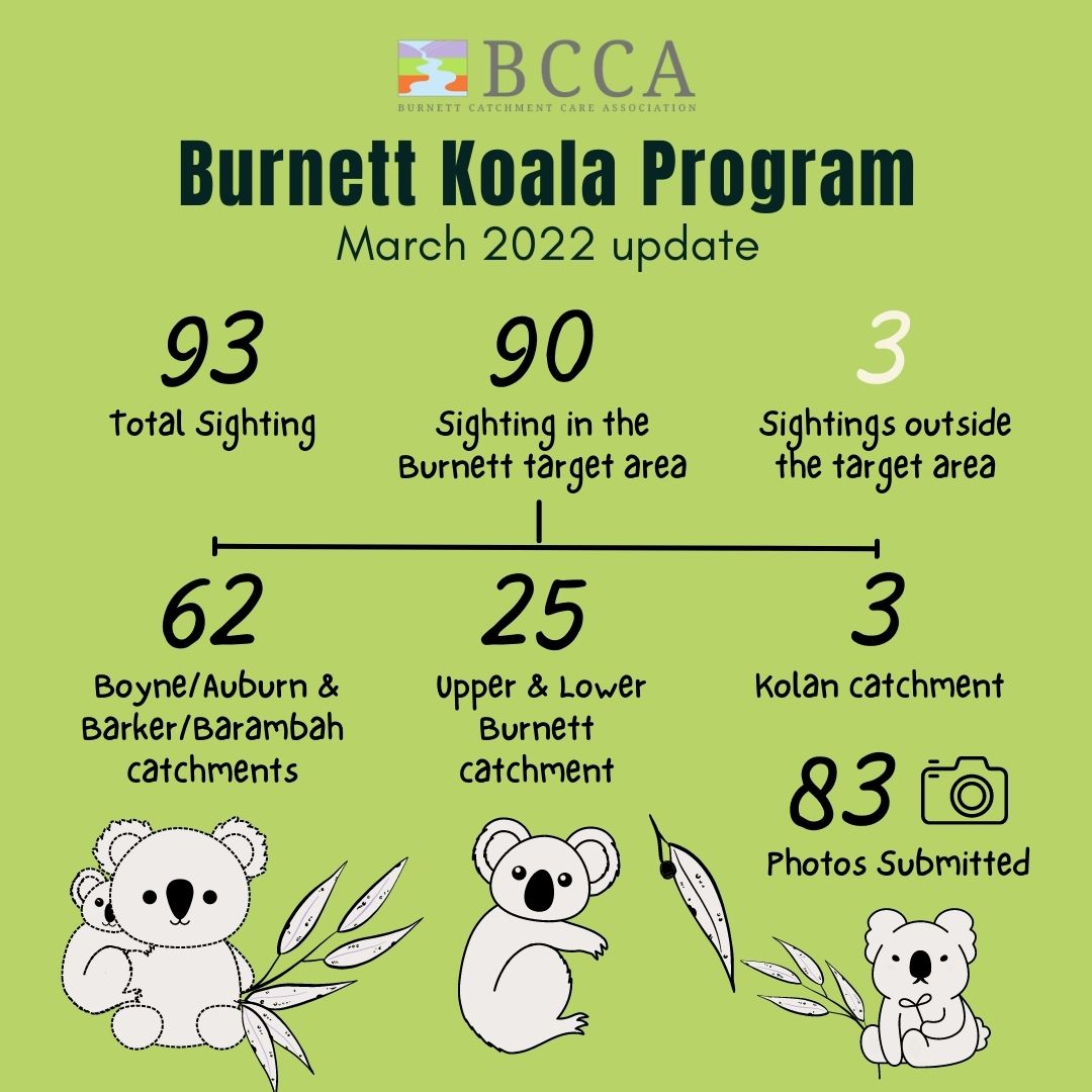 BURNETT KOALA PROGRAM UPDATE
