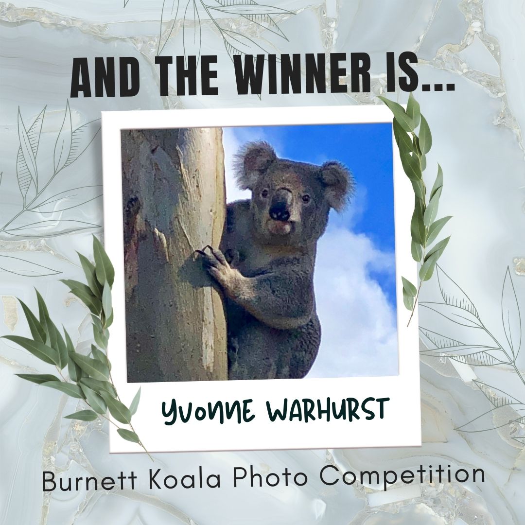 Burnett Koala – Photo Competition Winner