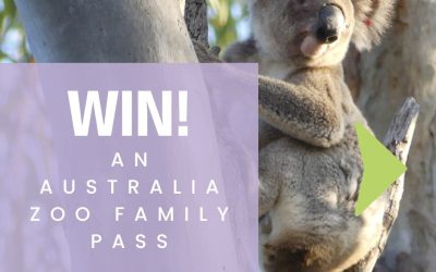 Koala Photo Competition – Win an Australia Zoo Family Pass