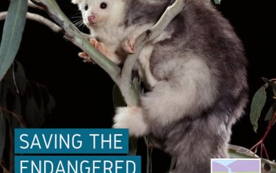 New Greater Glider project for BCCA!