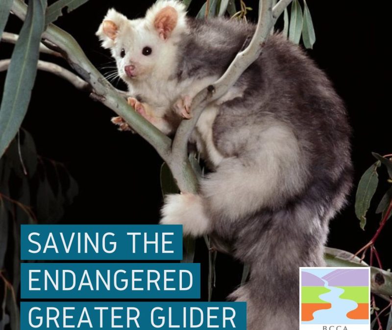 New Greater Glider project for BCCA!