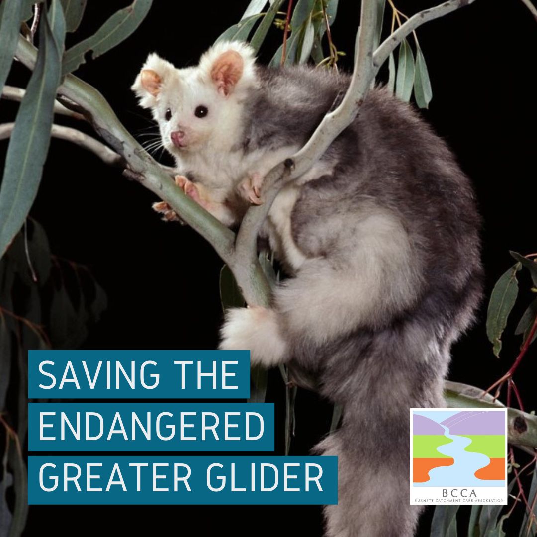 Saving the Greater Glider Catchment Care Association