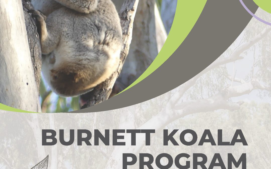 Burnett Koala Program Report