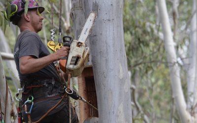Carved living hollows and nesting boxes for the Greater Glider