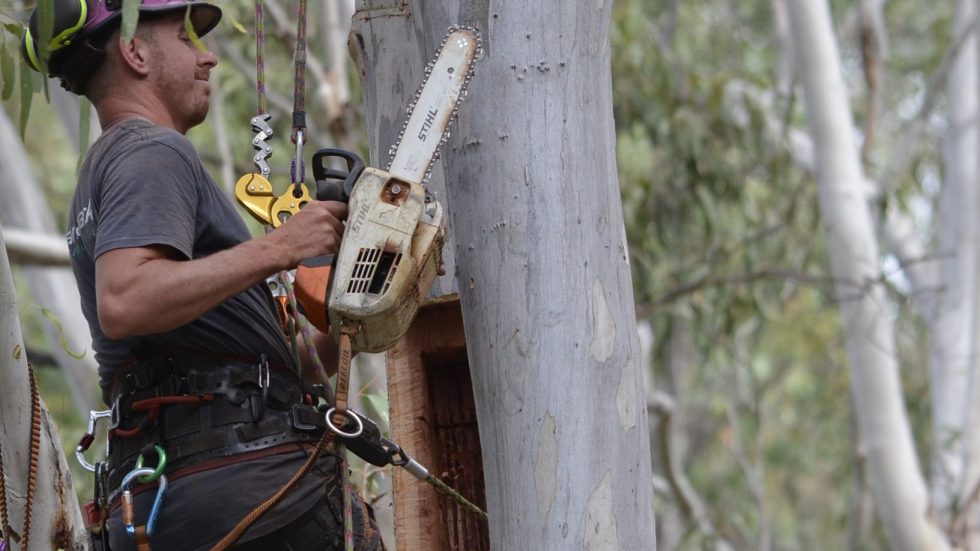 Saving the Greater Glider Catchment Care Association