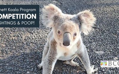 Burnett Koala Program – Competition time!
