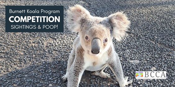 Burnett Koala Program – Competition time!