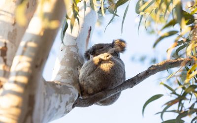 Burnett Koala Program Feb – Aug 2023 Update