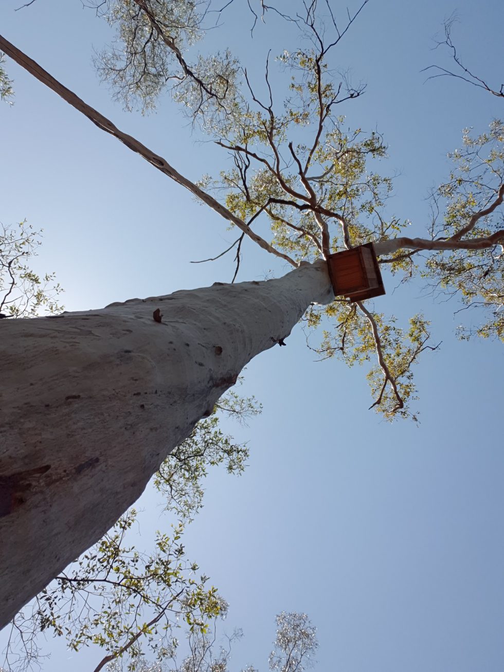Creating Habitat for the Endangered Greater Glider Catchment Care Association