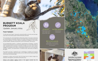 Burnett Koala Program Update: Unveiling Milestones!