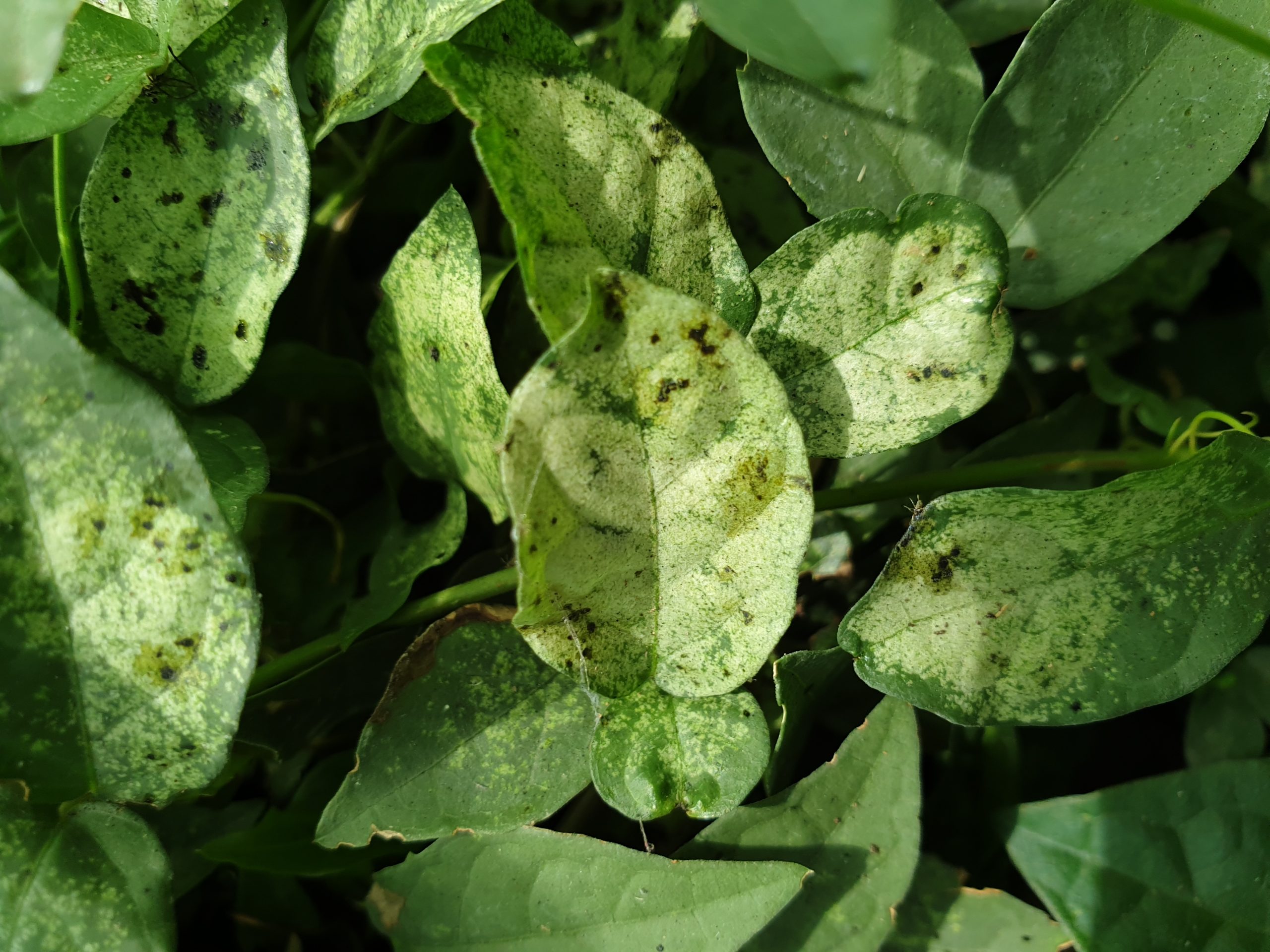 Tingid bugs causing the characteristic white speckling on the leaves of Cats Claw Creeper vine.