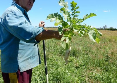 Grazing for Growth Case Study